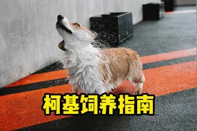 柯基饲养指南，新手建议收藏！视频封面