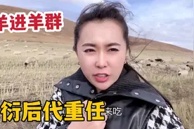 牧区羊群配种有啥讲究？20只公羊配1000多母羊，肩负繁衍后代重任视频封面