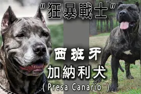 ”狂暴战士“——西班牙加纳利犬视频封面
