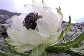 女性小腹冷痛？中药花15克水煎服，温养子宫，延缓衰老！视频封面