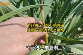 大蒜抽薹至鳞茎膨大期，用这个配方喷2遍，蒜薹生长快蒜头产量高视频封面