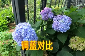 绣球花三种调蓝方法对比，实践经验证明，哪种方法最靠谱？