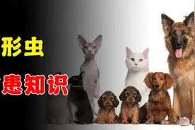 不养宠物会感染弓形虫吗？3分钟带你了解如何防患视频封面