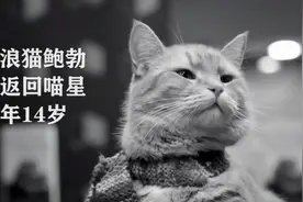 泪目，曾经温暖了无数人的喵界天使鲍勃，返回喵星了，再见天使视频封面