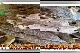 金行博览：行气止痛，温中止呕-沉香视频封面