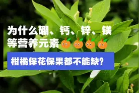 为什么硼、钙、锌、镁等营养元素，柑橘保花保果都不能缺？视频封面