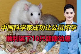 全球首次！中国科学家成功让公鼠怀孕，并顺利诞下10只健康幼崽视频封面