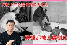前苏联生物学家，耗费60年驯化狐狸，结果怎么样了？视频封面
