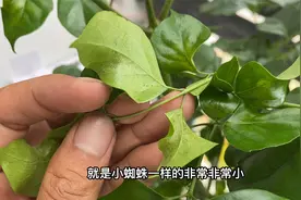 绿宝、幸福树叶片长黄斑、皱缩，那是长了红蜘蛛，来上点药吧！视频封面