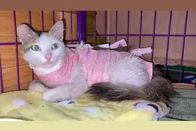 流浪猫生病送院治疗，猫妈思念在外面的孩子不吃不喝，母子连心视频封面