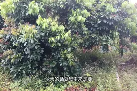 海南受大风影响全岛像台风一样，少见四月有这样的天气视频封面