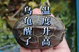 三月气温升高，乌龟冬眠突然醒来的处理方法，乌龟冬眠注意事项视频封面