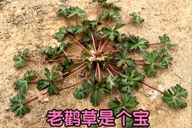 老鹳草别名“仙鹤草”，农村老人为啥把它当宝？看视频涨知识