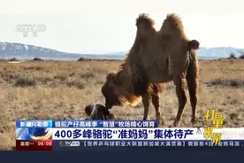 新疆阿勒泰：骆驼产仔高峰季，“智慧”牧场精心饲育视频封面
