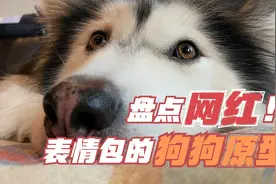 盘点网红表情包的狗狗原型！原来人间小苦瓜是他！视频封面