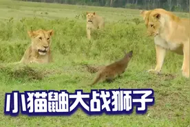 以一敌三，小猫鼬大战狮群，狮子不敢还手，只能狼狈逃跑视频封面