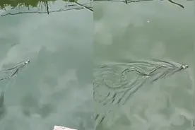 男子见蛇游泳好奇去抓被咬，手指立马变色紧急查医院，网友：剧毒视频封面