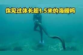 你见过最大海鳗多大，越南牛人潜水猎体长一米五海鳗，价值大几千