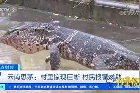 云南思茅：村里惊现巨蜥，村民报警求助|正点财经视频封面