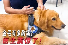 金毛打止痛针全程一声不吭，医生赞叹：很少见这么乖的狗！视频封面