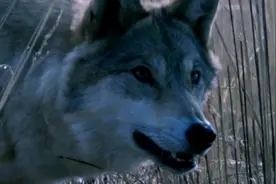 冒险：成吉思汗当年效仿狼群捕猎战术，占领了整个欧洲，难以置信视频封面