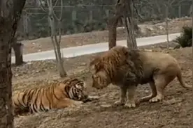吨位决定战斗力？300斤老虎见到400斤狮子，吓得直接趴在地上