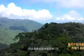 海南热带雨林国家公园：巩固产权基础 厚植生态底色视频封面