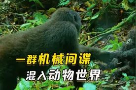 机器间谍卧底动物界，过程惊掉我的下巴，史上最不正经的纪录片视频封面