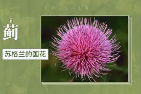 蓟（jì）——苏格兰的国花视频封面