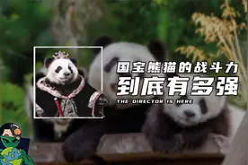 国宝大熊猫战斗力到底有多强？视频封面
