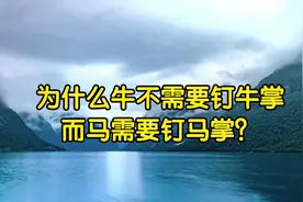 为什么牛不需要钉牛掌，而马需要钉马掌？视频封面