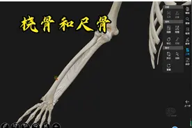 系统解剖学-桡骨和尺骨视频封面