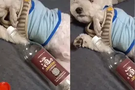 狗子趁主人不在偷喝42度白酒浑身抽搐，主人：和朋友喝它看多了