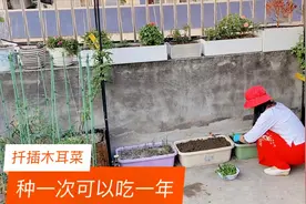 楼顶种菜 夏天叶菜不好种 试试种木耳菜吧 扦插成活可以吃一年视频封面