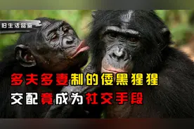 多夫多妻制的倭黑猩猩，交配竟成为社交手段，靠出卖身体求得生存视频封面