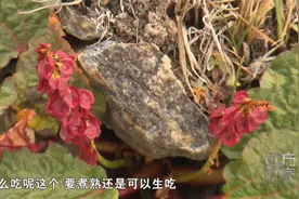 在植被稀少的高原如何补充维生素？多亏这些神奇植物视频封面