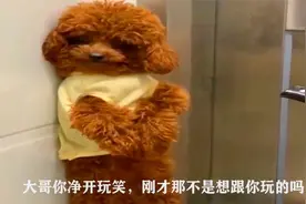 搞笑集锦：刚不是挺有能耐吗，怕啥，这刀没开封视频封面