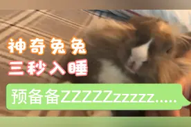神奇兔兔上床表演三秒入睡，跟主人的呼噜声无缝链接，啊哈哈视频封面