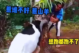 惹山羊的后果，山羊也挺犟，这下想跑都费劲！视频封面