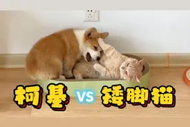 柯基和矮脚猫一起养，乐趣直接翻倍！
