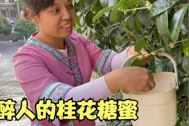 桂花香飘万里，娜姐摘来做桂花糖蜜，搭配好食材，老人们赞不绝口视频封面