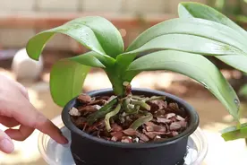 蝴蝶兰的叶片软弱无力，发蔫下垂，应该如何处理？视频封面