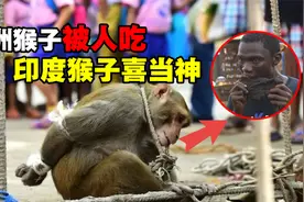 非洲人杀猴为食，印度人奉猴为神，同是猴子为啥待遇差别这么大？视频封面