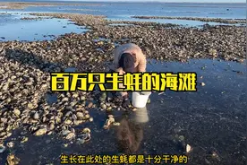 退潮后的海滩，有百万只生蚝，边捡边吃视频封面