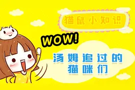 猫和老鼠游戏：汤姆追过的猫咪们