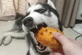 哈士奇吃灭霸同款火参果，丝毫不怕扎嘴，甚至越吃越上头