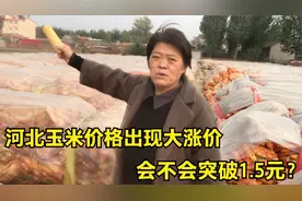 河北玉米价格出现大涨价，会不会突破1.5元？看看现在多少钱一斤视频封面