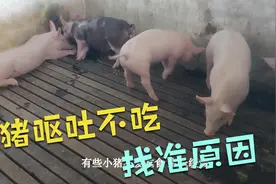 猪呕吐了，要对症治疗最好，你知道什么原因造成的吗？这里告诉你视频封面