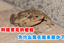 小时候常见的蟾蜍，人称“癞蛤蟆”，为什么现在越来越少了？视频封面