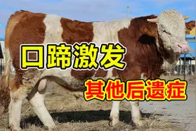 牛打口蹄疫苗，出现后遗症脚瘸卧地不起，吴老师现场给方案视频封面